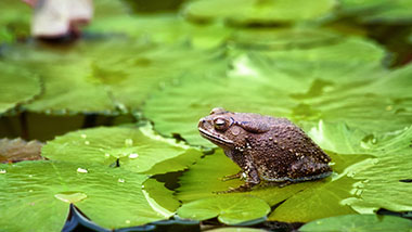 image of a toad